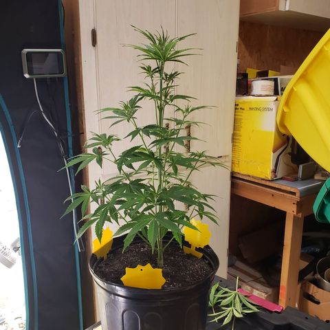 Geloctane  growlog photo: Trimmed and watered geloctane and super skunk