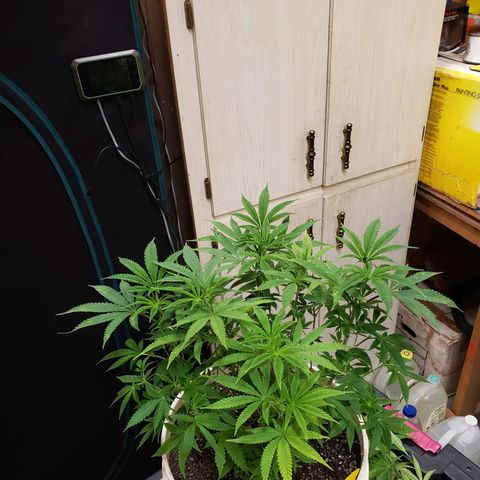 Geloctane  growlog photo: Trimmed and watered geloctane and super skunk