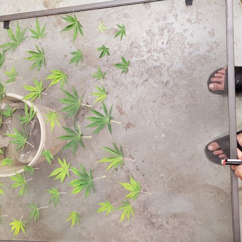 Geloctane  growlog photo: Trimmed and watered geloctane and super skunk