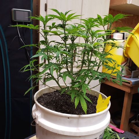 Geloctane  growlog photo: Trimmed and watered geloctane and super skunk