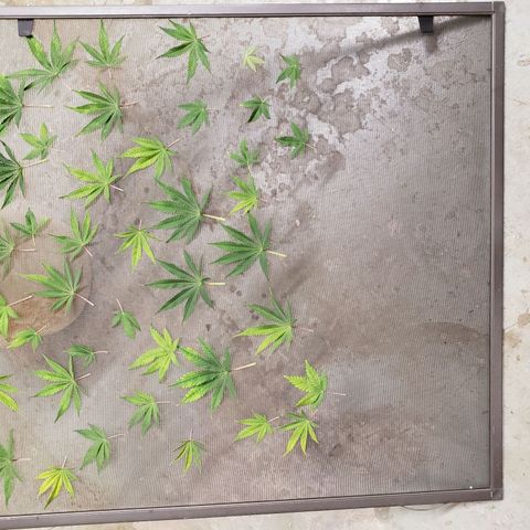 Geloctane  growlog photo: Trimmed and watered geloctane and super skunk