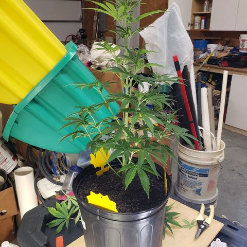 Geloctane  growlog photo: Trimmed and watered geloctane and super skunk