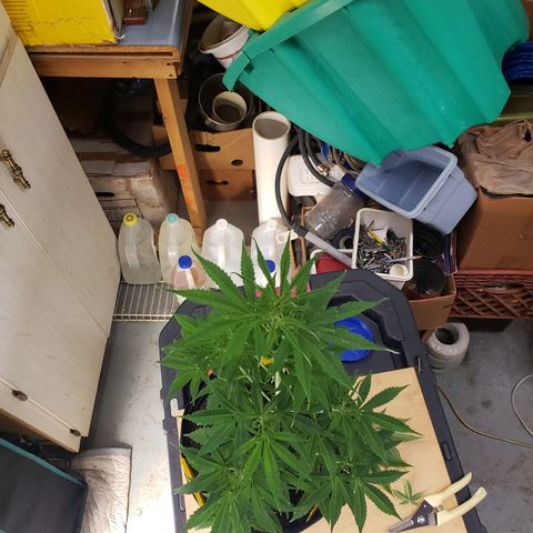 Geloctane  growlog photo: Trimmed and watered geloctane and super skunk