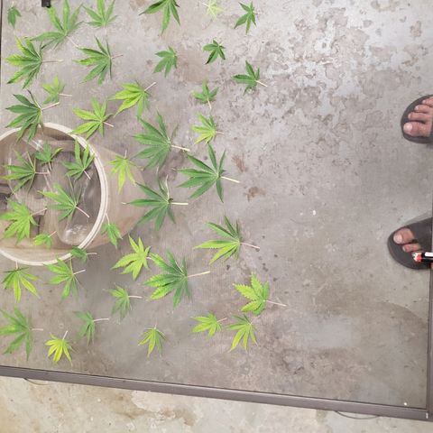 Geloctane  growlog photo: Trimmed and watered geloctane and super skunk