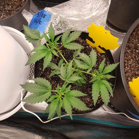 Geloctane  growlog photo: Installed my 12,000btu ac 