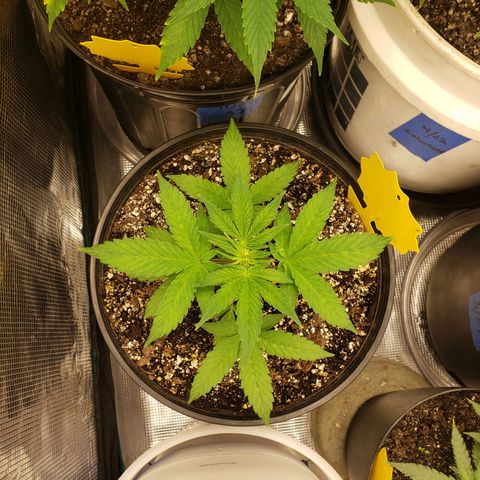 Geloctane  growlog photo: Installed my 12,000btu ac 