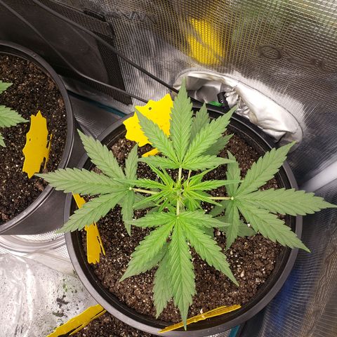 Geloctane  growlog photo: Installed my 12,000btu ac 
