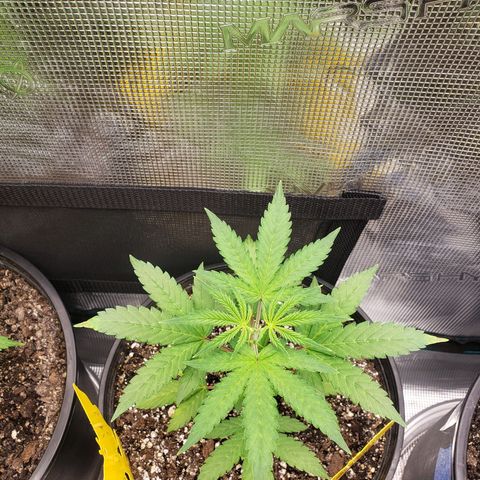 Geloctane  growlog photo: Installed my 12,000btu ac 