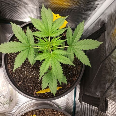 Geloctane  growlog photo: Installed my 12,000btu ac 