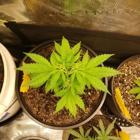 Geloctane  growlog photo: Installed my 12,000btu ac 