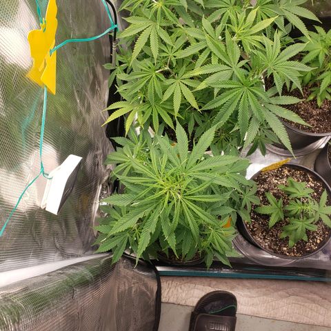 Geloctane  growlog photo: Looking ok