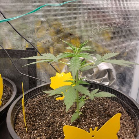 Geloctane  growlog photo: Looking ok