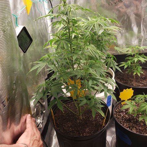 Geloctane  growlog photo: Looking ok