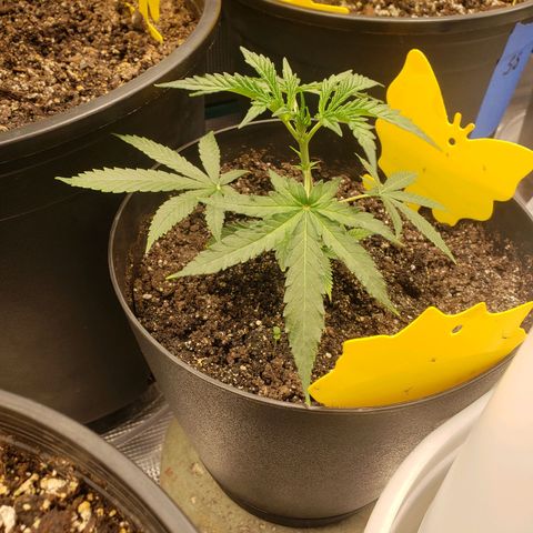 Geloctane  growlog photo: Looking ok