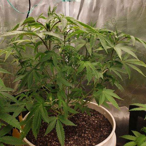 Geloctane  growlog photo: Looking ok