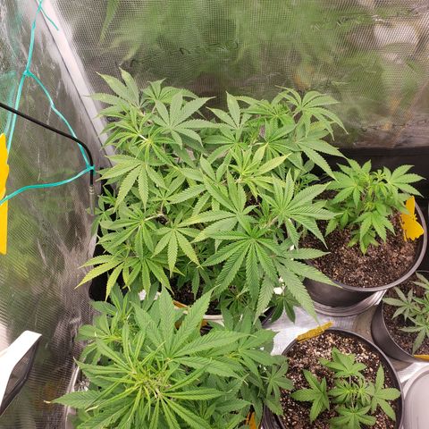 Geloctane  growlog photo: Looking ok