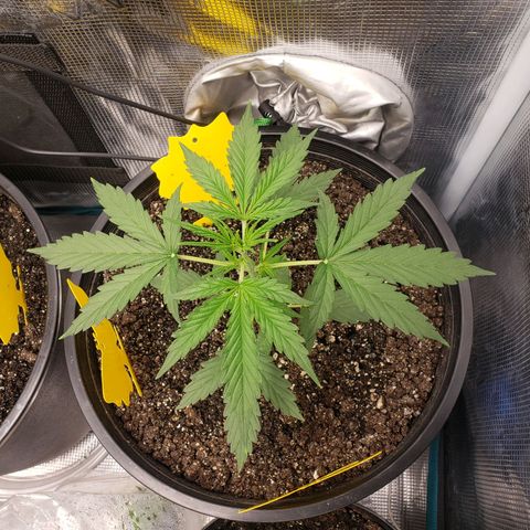 Geloctane  growlog photo: Looking ok