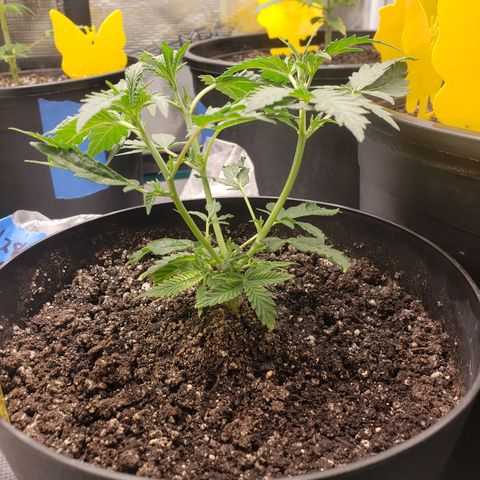 Geloctane  growlog photo: Looking ok