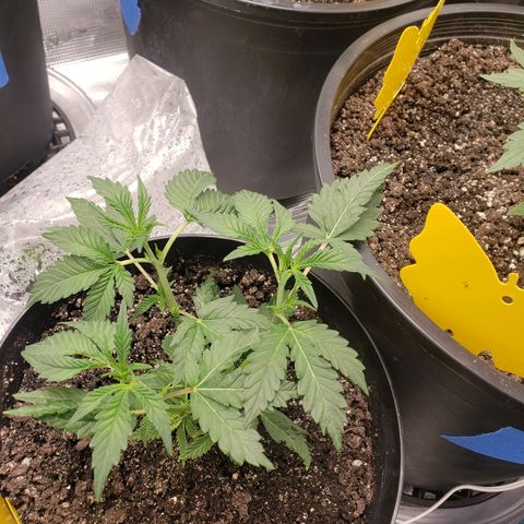 Geloctane  growlog photo: Looking ok
