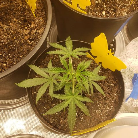 Geloctane  growlog photo: Looking ok