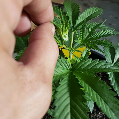 Geloctane  growlog photo: Topped both Khalifa Kush plants 11:00am