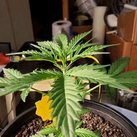 Geloctane  growlog photo: Topped both Khalifa Kush plants 11:00am