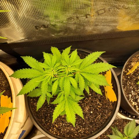 Geloctane  growlog photo: Topped and watered today 