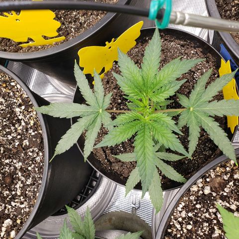 Geloctane  growlog photo: Topped and watered today 