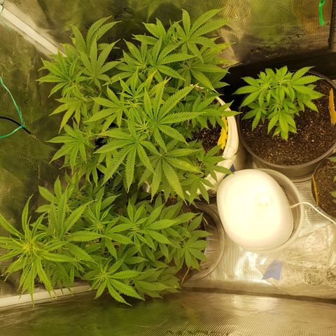 Geloctane  growlog photo: Topped and watered today 