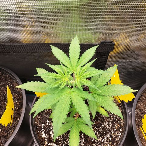 Geloctane  growlog photo: Topped and watered today 