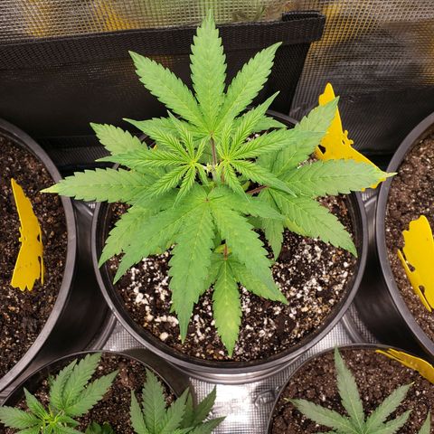 Geloctane  growlog photo: Topped and watered today 