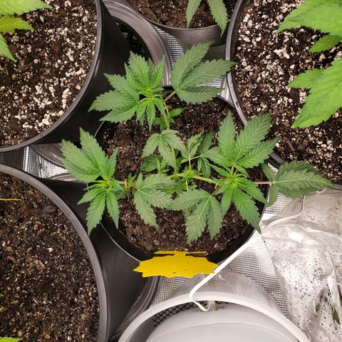 Geloctane  growlog photo: Topped and watered today 