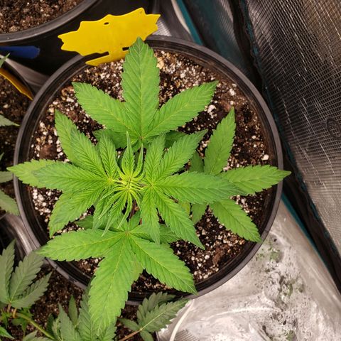 Geloctane  growlog photo: Topped and watered today 
