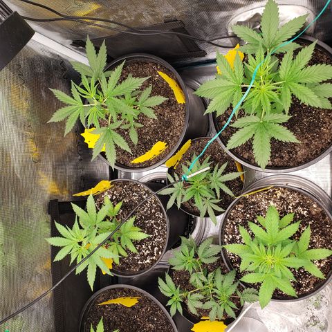 Geloctane  growlog photo: Topped and watered today 