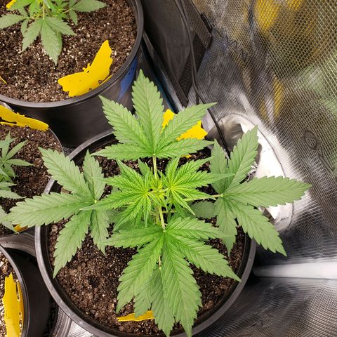 Geloctane  growlog photo: Topped and watered today 