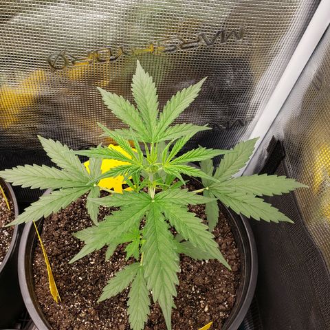 Geloctane  growlog photo: Topped and watered today 