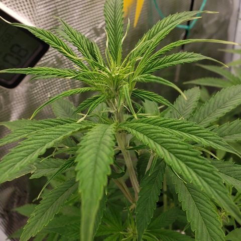 Geloctane  growlog photo: Super skunk day 44 