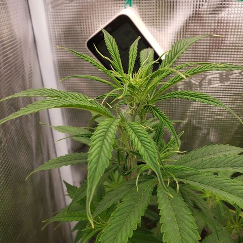 Geloctane  growlog photo: Super skunk day 44 