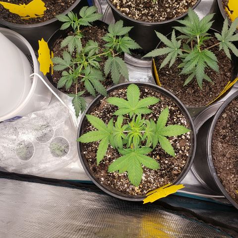 Geloctane  growlog photo: Trimmed 2 Khalifa Kush 2 super skunk and 2 geloctane clones 10:30am