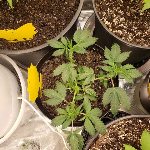 Geloctane  growlog photo: Trimmed 2 Khalifa Kush 2 super skunk and 2 geloctane clones 10:30am