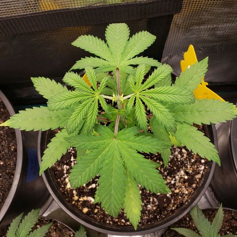 Geloctane  growlog photo: Trimmed 2 Khalifa Kush 2 super skunk and 2 geloctane clones 10:30am