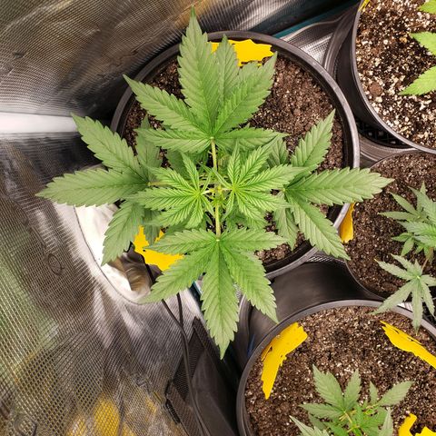 Geloctane  growlog photo: Trimmed 2 Khalifa Kush 2 super skunk and 2 geloctane clones 10:30am