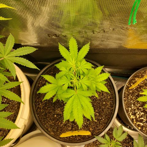 Geloctane  growlog photo: Trimmed 2 Khalifa Kush 2 super skunk and 2 geloctane clones 10:30am