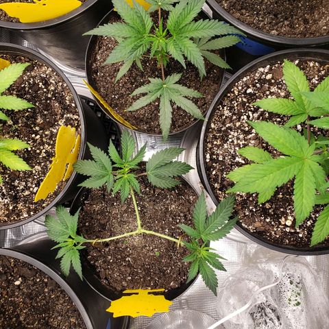 Geloctane  growlog photo: Trimmed 2 Khalifa Kush 2 super skunk and 2 geloctane clones 10:30am