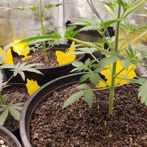 Geloctane  growlog photo: Trimmed 2 Khalifa Kush 2 super skunk and 2 geloctane clones 10:30am