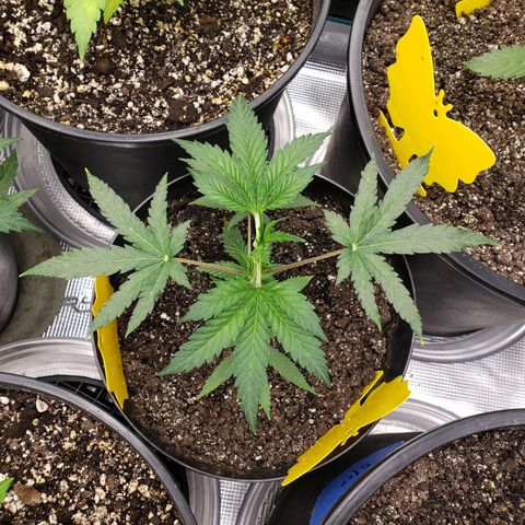 Geloctane  growlog photo: Trimmed 2 Khalifa Kush 2 super skunk and 2 geloctane clones 10:30am