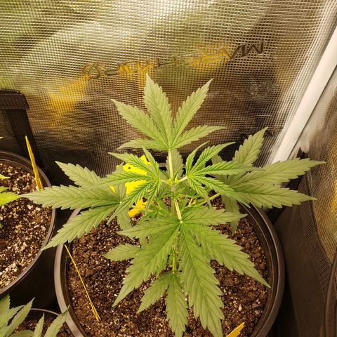 Geloctane  growlog photo: Trimmed 2 Khalifa Kush 2 super skunk and 2 geloctane clones 10:30am