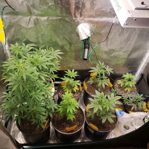 Geloctane  growlog photo: Raised the light 8:30am 22-24in 
