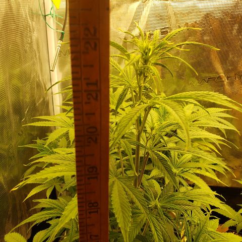 Geloctane  growlog photo: Raised the light 8:30am 22-24in 