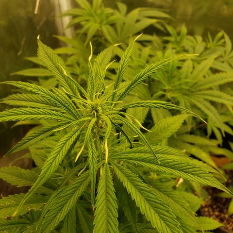 Geloctane  growlog photo: Raised the light 8:30am 22-24in 